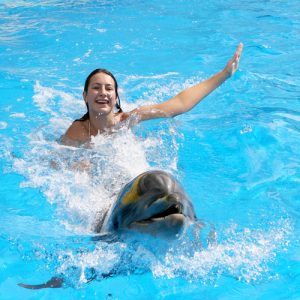 swim with dolphins sharm el sheikh