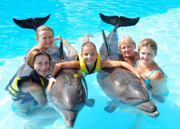 Dolphin | Sharm El Sheikh Excursions| Activity in Sharm El Sheikh swim with dolphins sharm el sheikh