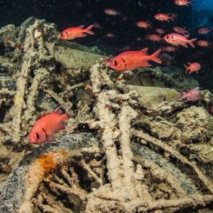 TRIP TO THISTLEGORM